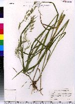 Bromus ciliatus image