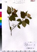 Cornus amomum image