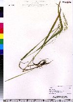 Bromus ciliatus image