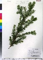 Taxus canadensis image