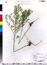 Lepidium virginicum image