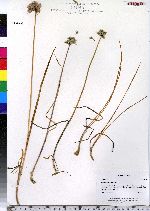 Allium schoenoprasum image