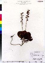 Pyrola elliptica image