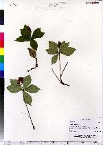 Cornus canadensis image