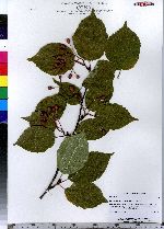 Sorbus alnifolia image