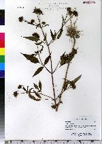 Bidens frondosa image