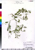 Cardamine hirsuta image