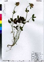 Trifolium pratense image