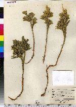 Lycopodium obscurum image