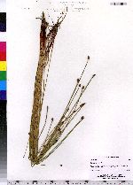 Eleocharis ovata image