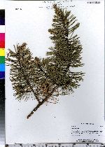 Pinus sylvestris image