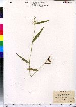 Dichanthelium acuminatum var. lindheimeri image