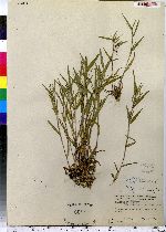 Dichanthelium acuminatum var. lindheimeri image