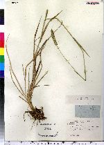 Phleum pratense image