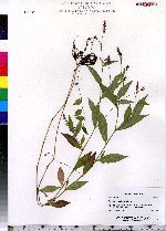 Polygonum cespitosum image