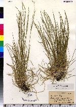 Poa alsodes image