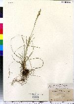 Poa pratensis ssp. pratensis image
