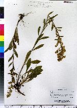 Solidago puberula image