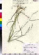 Poa compressa image