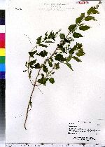 Scutellaria lateriflora image