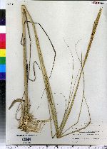 Spartina alterniflora image