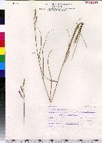 Spartina patens image