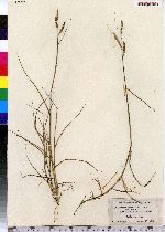 Spartina patens image