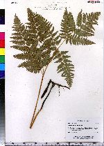 Pteridium aquilinum image