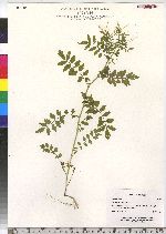 Cardamine impatiens image