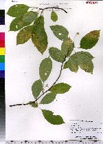 Celastrus scandens image