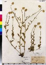 Polygala lutea image