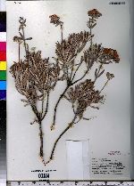 Image of Eriogonum arborescens