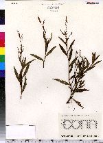 Polygonum hydropiperoides image