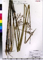 Juncus militaris image