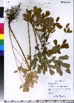 Thalictrum pubescens image