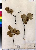 Amelanchier canadensis image