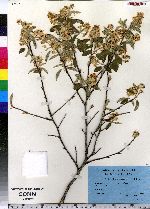 Amelanchier canadensis image