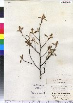 Amelanchier spicata image