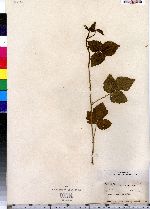 Rubus grimesii image