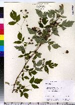 Rubus idaeus image