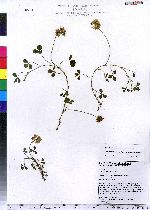 Trifolium stoloniferum image