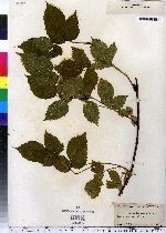 Rubus multiformis image