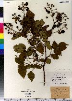 Rubus andrewsianus image