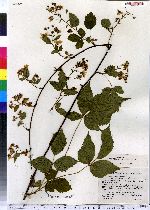 Rubus canadensis image