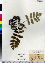 Sorbus aucuparia image