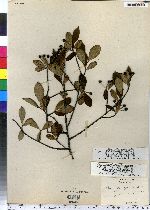 Photinia pyrifolia image