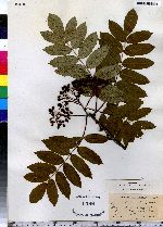 Image of Sorbus sitchensis