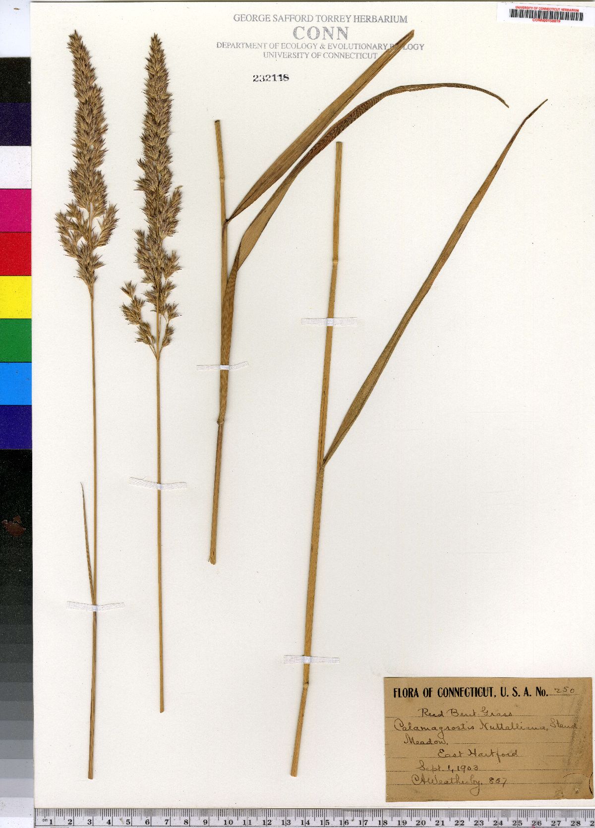 Calamagrostis nuttalliana image