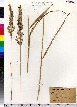 Calamagrostis nuttalliana image