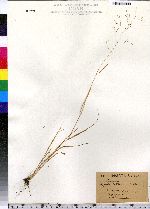 Agrostis intermedia image